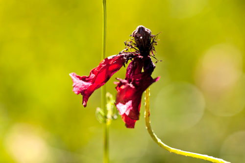 Shabby poppy - © Norbert Pousseur