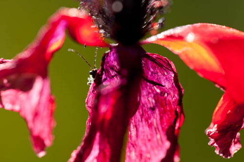 Coquelicot et insecte - © Norbert Pousseur