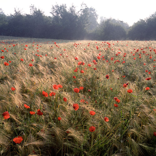 Field of wheat and poppies - © Norbert Pousseur
