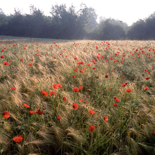 Campo de trigo y de amapolas - © Norbert Pousseur