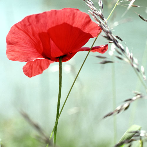 Coquelicot dans l'herbe - © Norbert Pousseur