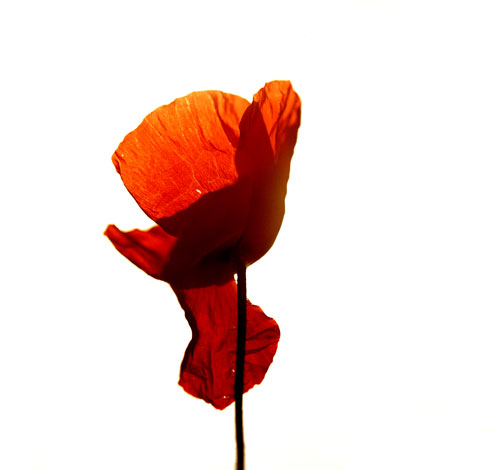 Poppy on white bottom - © Norbert Pousseur