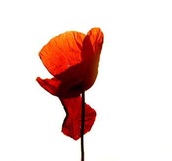 Coquelicot sur fond blanc - © Norbert Pousseur