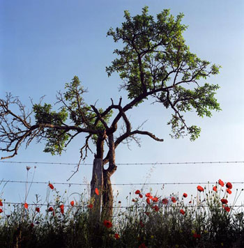 Coquelicots - © Norbert Pousseur