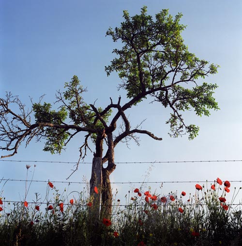
Poppies field edges - © Norbert Pousseur