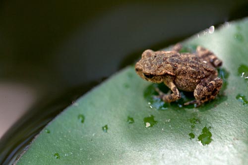 Sapo al borde de un nenúfar - © Norbert Pousseur