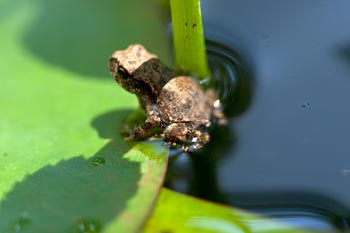 Bébé crapaud - © Norbert Pousseur