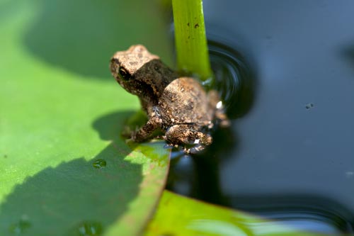 Baby toad - © Norbert Pousseur