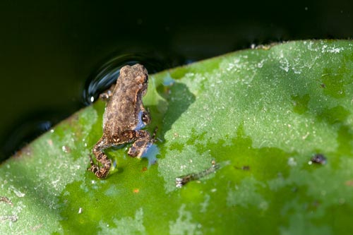 Young toad on lily - © Norbert Pousseur