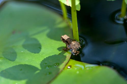 Little toad in big pond - © Norbert Pousseur