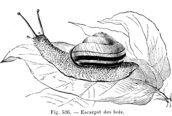 Escargot des bois - reproduction © Norbert Pousseur