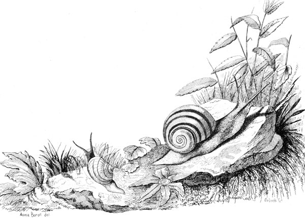 Deux types d'escargots - reproduction © Norbert Pousseur
