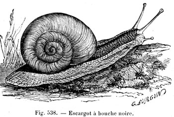 Caracol a boca negra -  reproducción por © Norbert Pousseur