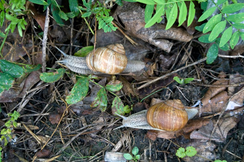 Escargots côte à côte - © Norbert Pousseur