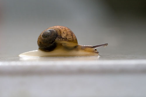 Caracol que practica surf - © Norbert Pousseur