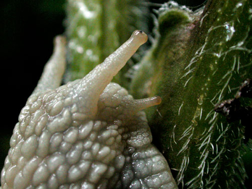 Head of snail - © Norbert Pousseur