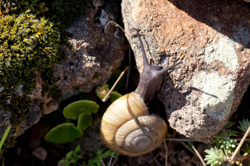 Caracol a cuerpo negro - © Norbert Pousseur