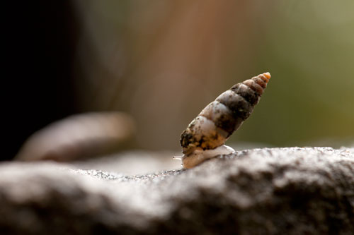 Mini escargot torsadé - © Norbert Pousseur