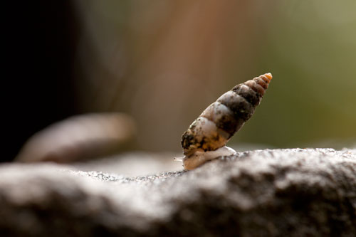 Caracol mini y retorcido - © Norbert Pousseur