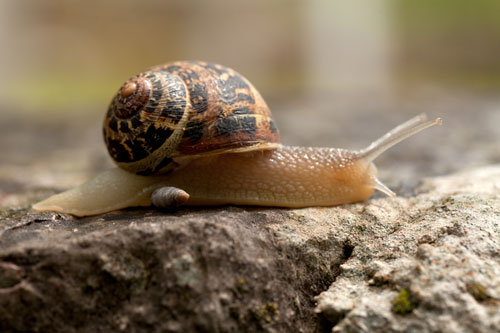 Caracol que pasa sobre un mini - © Norbert Pousseur