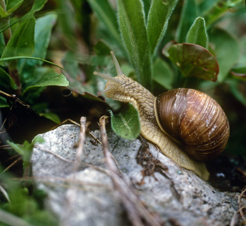 Caracol de Borgoña  - © Norbert Pousseur