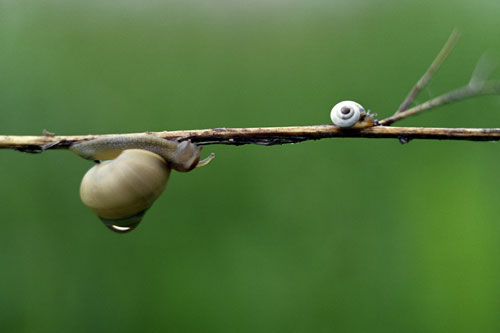 Caracoles sobre una ramita - © Norbert Pousseur