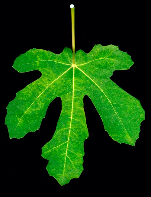 Leaf of fig tree - © Norbert Pousseur