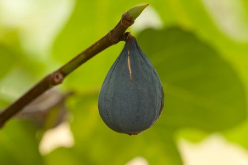 Figue noire en poire - © Norbert Pousseur