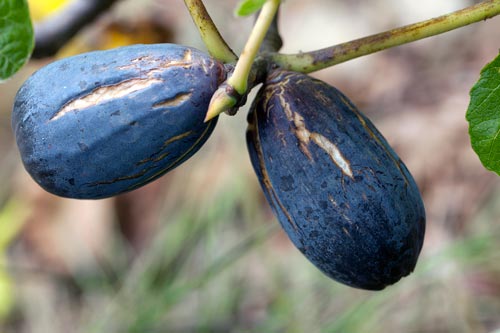 Figues noire ovales - © Norbert Pousseur