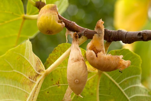 Figues mangées par les oiseaux - © Norbert Pousseur