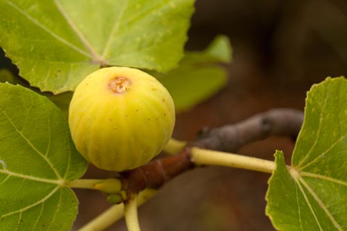 White fig - © Norbert Pousseur