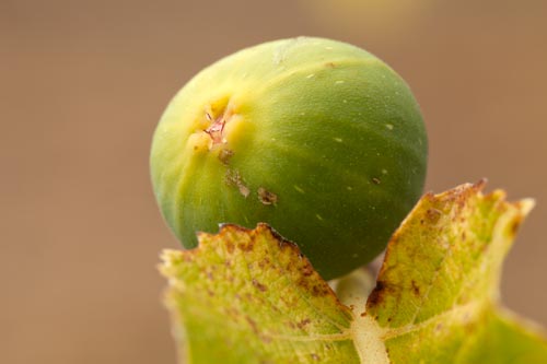 Green fig - © Norbert Pousseur