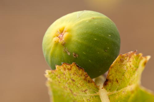 Figue verte - © Norbert Pousseur