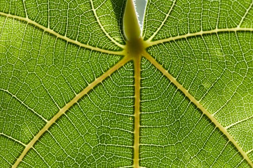 Structure of leaf of fig tree - © Norbert Pousseur