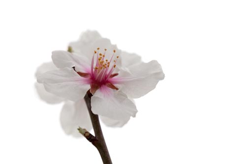 Fleurs jumelles d'amandier - © Norbert Pousseur