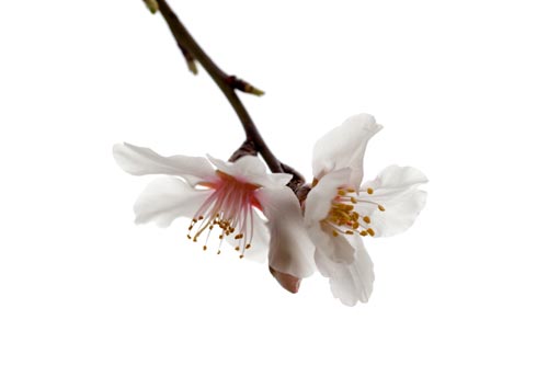 flowers of almond tree under a white sky - © Norbert Pousseur