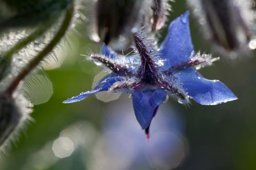 Flower of Borage - © Norbert Pousseur