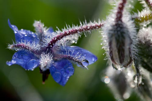 Gotas de agua sobre borraja - © Norbert Pousseur