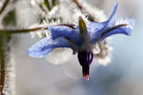 Pistil borage - © Norbert Pousseur