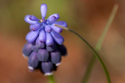 Pointe de fleur de muscari - © Norbert Pousseur