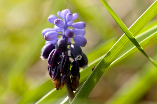 Sommet de fleur de  muscari - © Norbert Pousseur