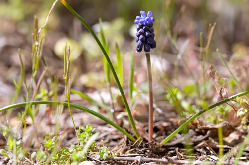 Plant de muscari - © Norbert Pousseur