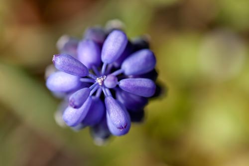 Vue plongeante sur fleur de muscari - © Norbert Pousseur