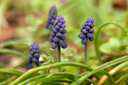 Row of Grape hyacinths - © Norbert Pousseur