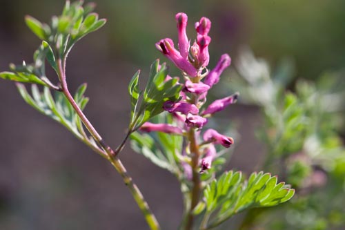 Fleur purpurine de fumeterre - © Norbert Pousseur