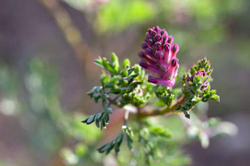 Fleur de fumeterre - © Norbert Pousseur