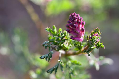 Flower of fumaria officinalis - © Norbert Pousseur