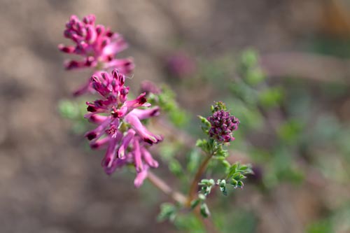 Fumaria officinalis - © Norbert Pousseur