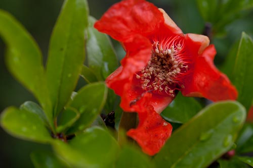 Pomegranate tree flower heart - © Norbert Pousseur