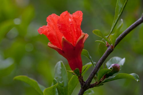 Flower of pomegranate tree - © Norbert Pousseur